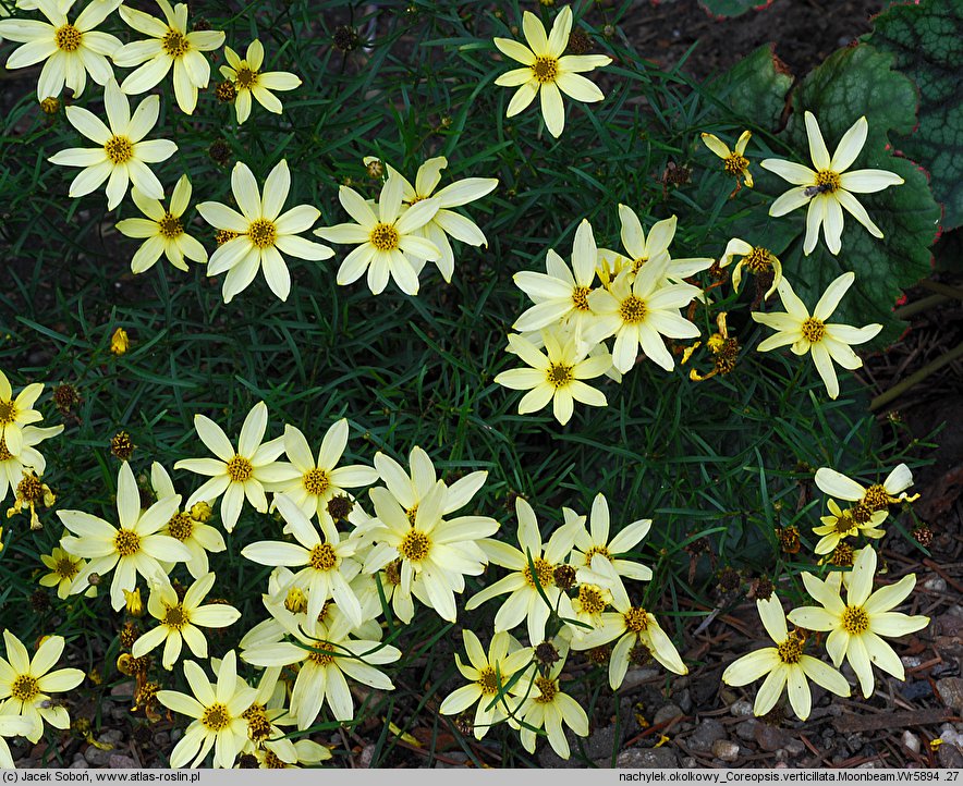 Coreopsis verticillata Moonbeam