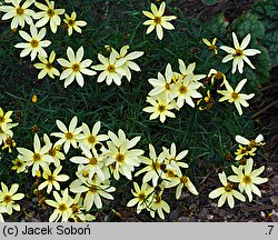 Coreopsis verticillata (nachyłek okółkowy)