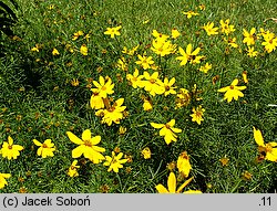 Coreopsis verticillata (nachyłek okółkowy)