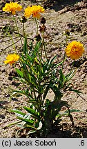 Coreopsis grandiflora (nachyłek wielkokwiatowy)