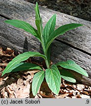 Digitalis grandiflora (naparstnica zwyczajna)