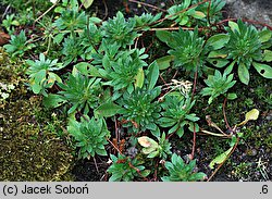 Androsace sarmentosa (naradka odroślowa)