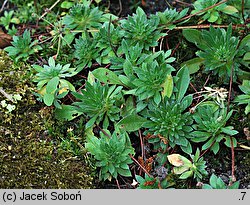 Androsace sarmentosa (naradka odroślowa)