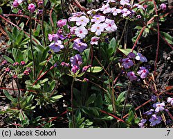 Androsace studiosorum (naradka pierwiosnkowata)