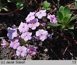 Androsace studiosorum (naradka pierwiosnkowata)