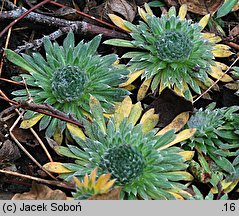 Androsace studiosorum (naradka pierwiosnkowata)