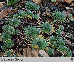 Androsace studiosorum (naradka pierwiosnkowata)