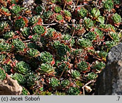 Androsace mucronifolia (naradka sztyletolistna)