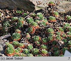 Androsace mucronifolia (naradka sztyletolistna)