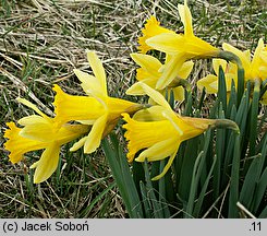 Narcissus pseudonarcissus (narcyz trąbkowy)