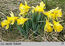 Narcissus pseudonarcissus (narcyz trąbkowy)