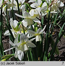 Narcissus triandrus (narcyz trzypręcikowy)