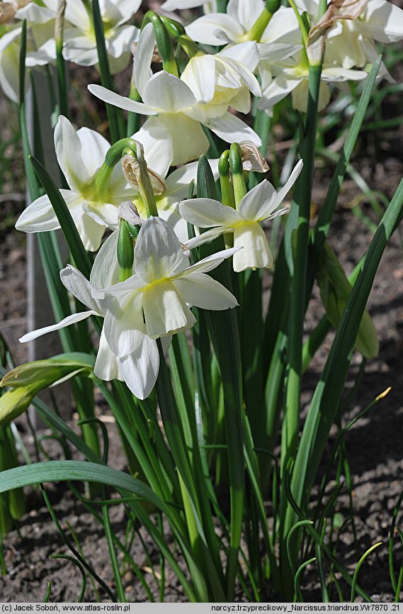 Narcissus triandrus (narcyz trzypręcikowy)