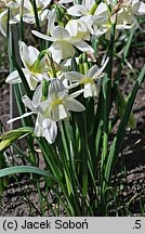 Narcissus triandrus (narcyz trzypręcikowy)