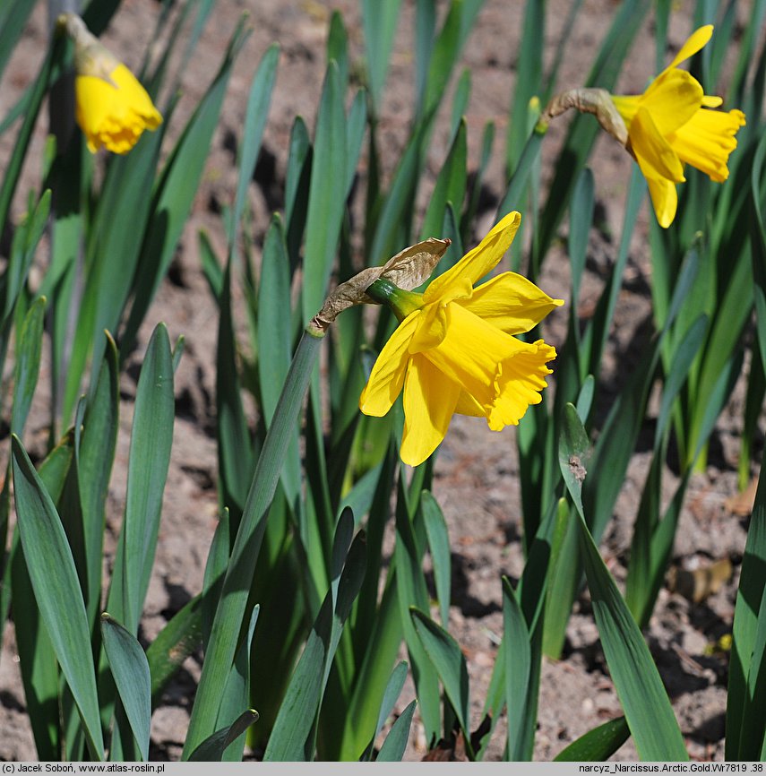 Narcissus Arctic Gold