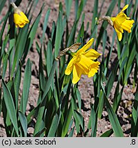 Narcissus Arctic Gold