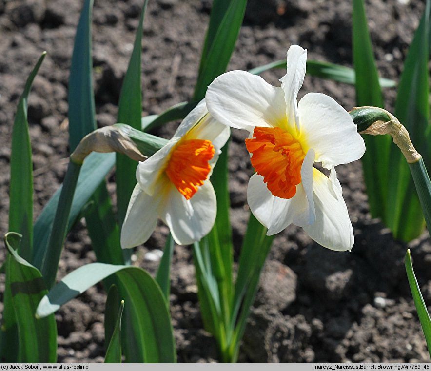 Narcissus Barrett Browning