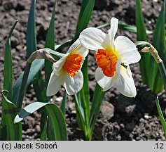 Narcissus Barrett Browning