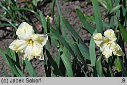 Narcissus Cassata