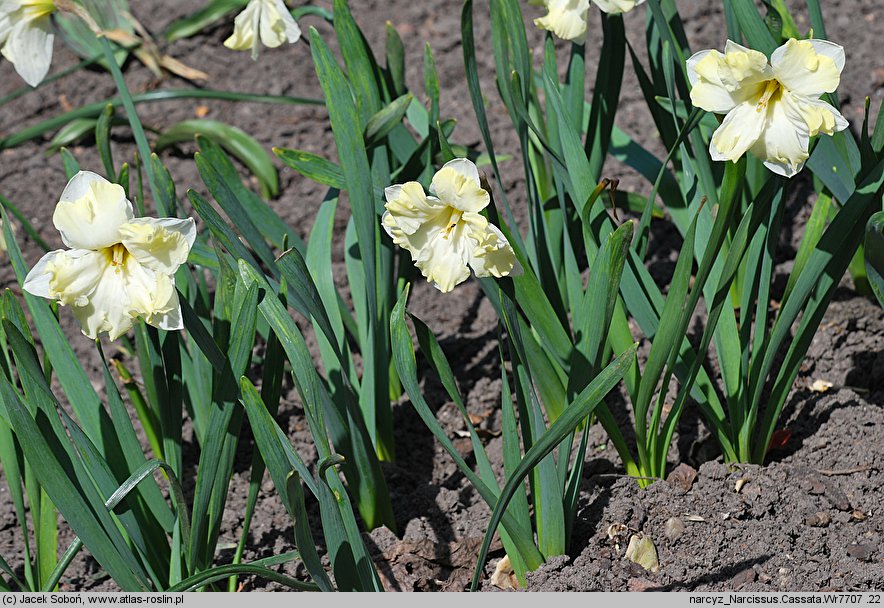 Narcissus Cassata