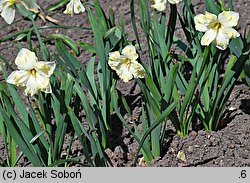 Narcissus Cassata