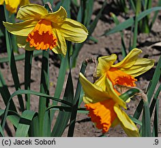 Narcissus Fortissimo