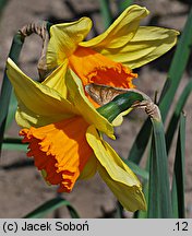 Narcissus Fortissimo