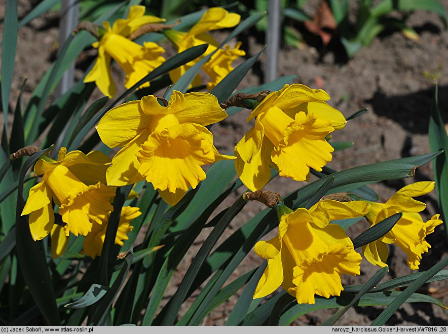 Narcissus Golden Harvest