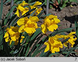 Narcissus Golden Harvest