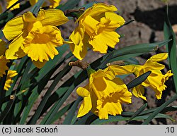 Narcissus Golden Harvest