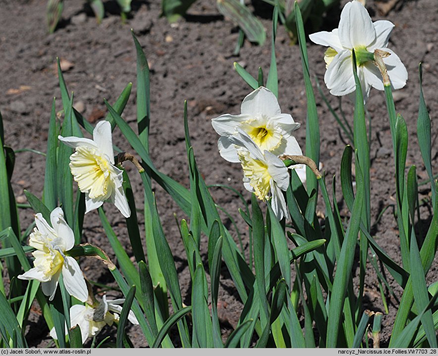 Narcissus Ice Follies