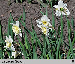 Narcissus Ice Follies