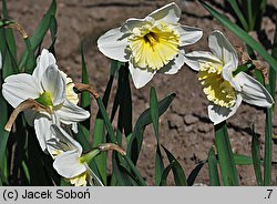 Narcissus Ice Follies