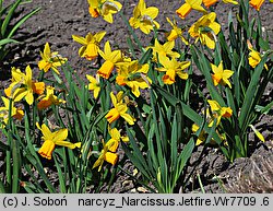 Narcissus Jetfire