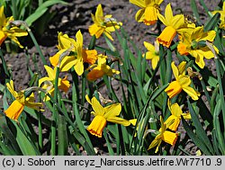 Narcissus Jetfire