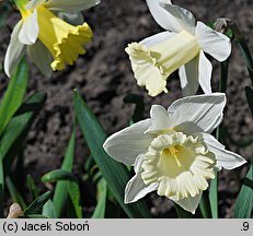 Narcissus Mount Hood