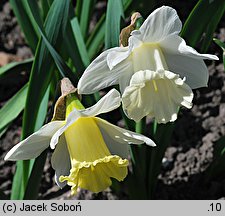 Narcissus Mount Hood