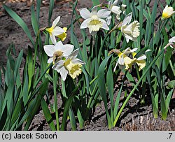 Narcissus Mount Hood