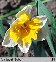 Narcissus Orangery