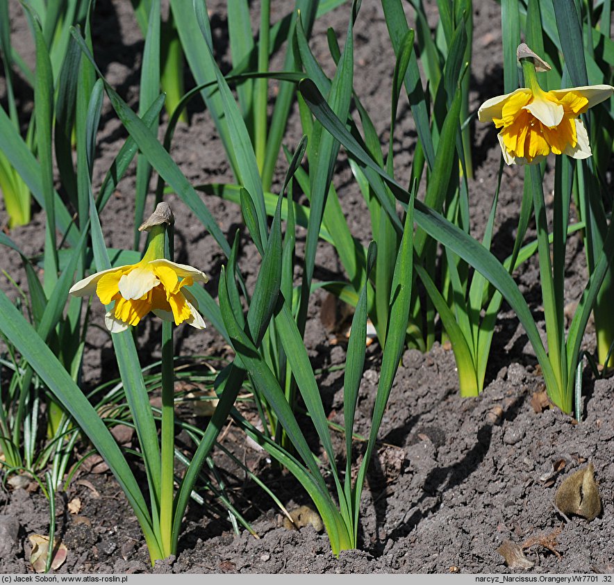 Narcissus Orangery