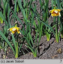 Narcissus Orangery