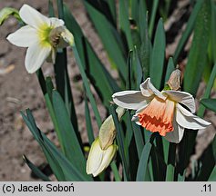 Narcissus Pink Charm