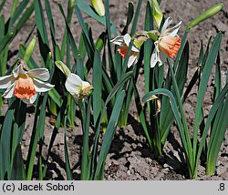 Narcissus Pink Charm