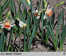 Narcissus Pink Charm