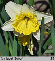 Narcissus Slim Whitman