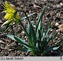 Narcissus Rip van Winkle