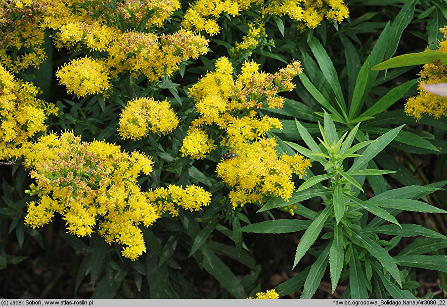 Solidago Nana