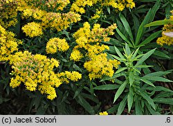 Solidago Nana