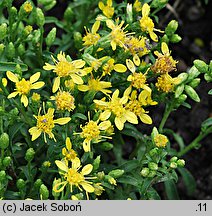 Solidago alpestris (nawłoć alpejska)