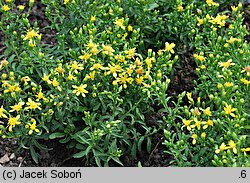 Solidago alpestris (nawłoć alpejska)